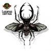 Lucanus Cerrvus интернет-магазин Beeribo